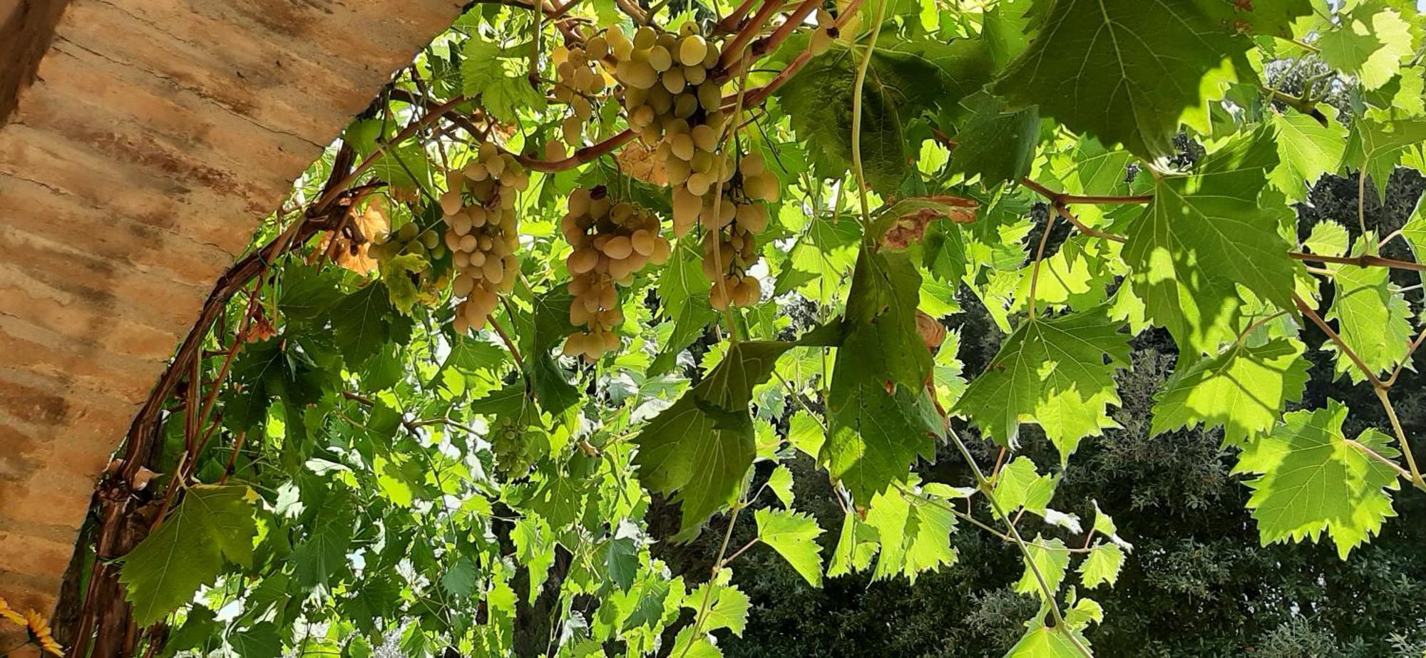 Montebello Degli Olivi Chiusi Zewnętrze zdjęcie
